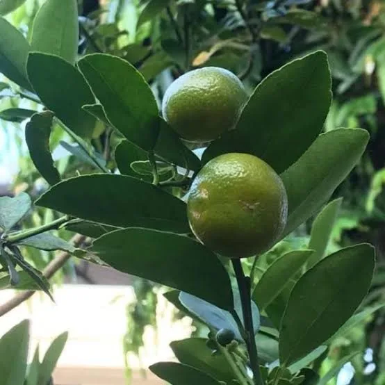 Coorg Mandarin - mature plant reference image 2