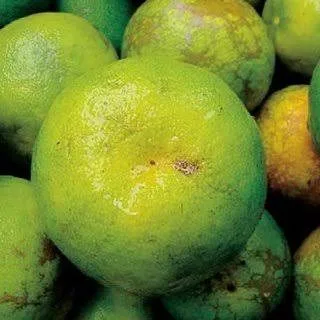 Coorg Mandarin - mature plant reference image 3