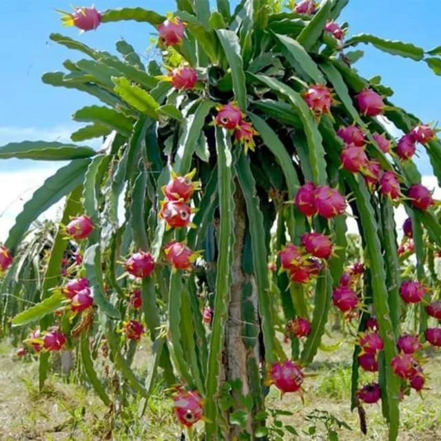Moroccan — mature plant reference