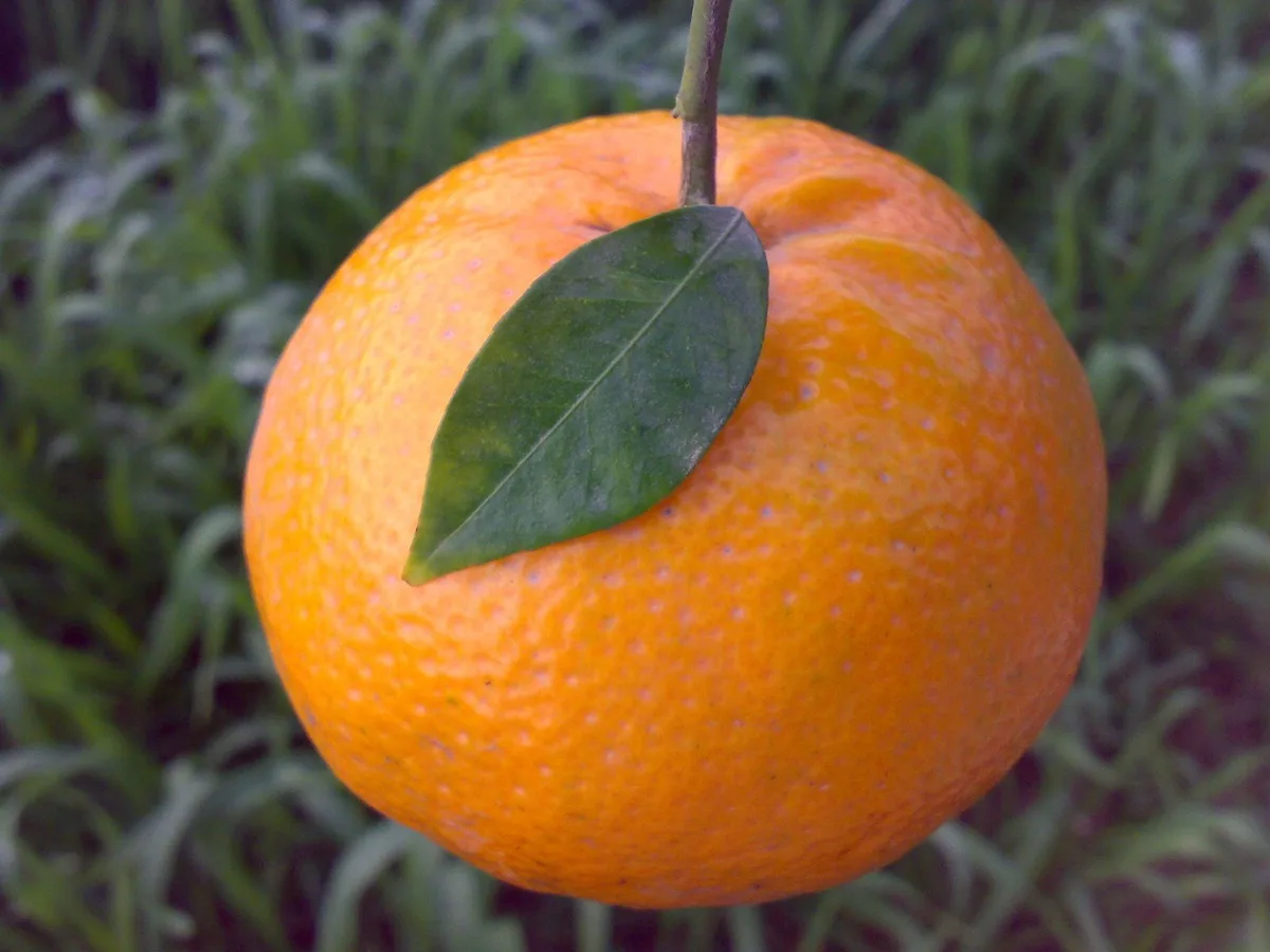 Kinnu on Carrijoo Rootstock - mature plant reference image 2