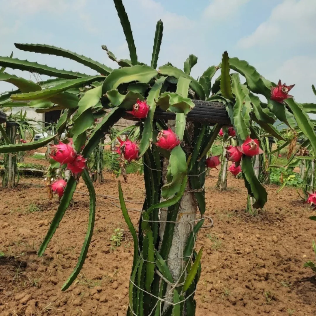 Moroccan - mature plant reference image 2