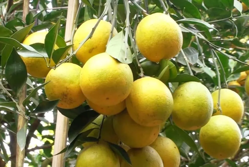 Early Gold - mature plant reference image 2