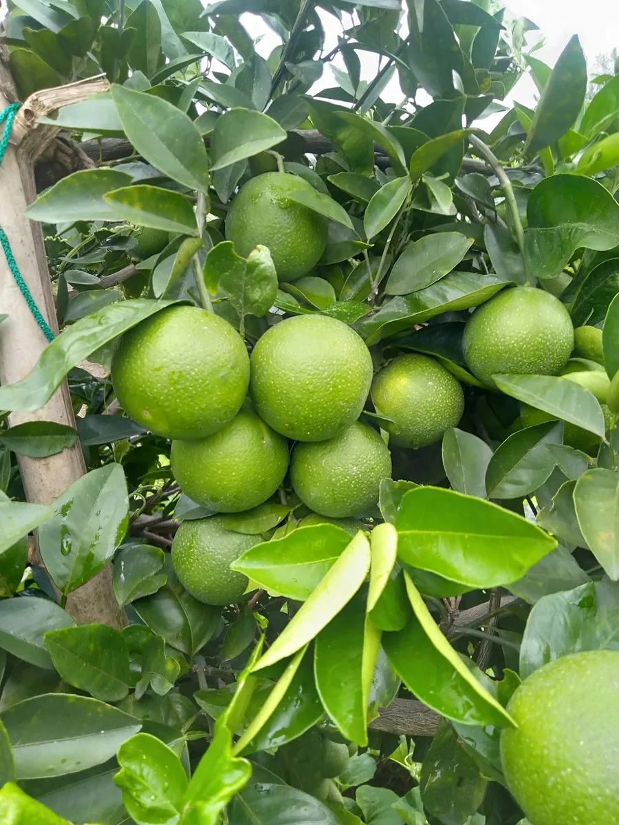 DATV Mosambi - mature plant reference image 3