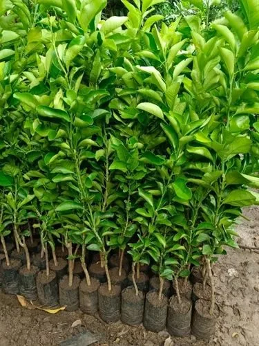 Mosaumbi (ICAR) - mature plant reference image 2