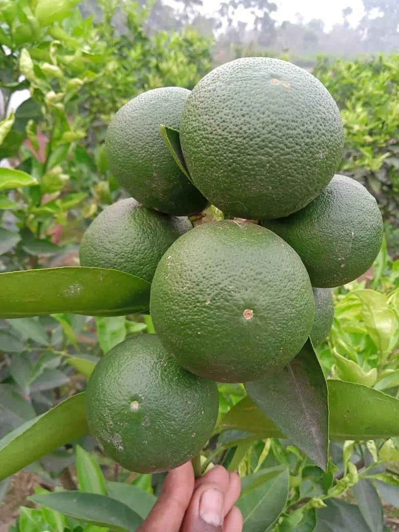 Bari-1 - mature plant reference image 2
