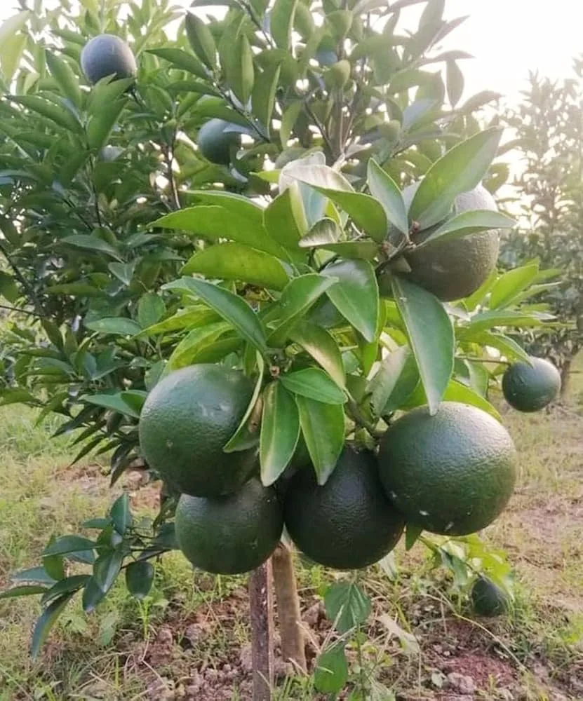 Bari-1 - mature plant reference image 3