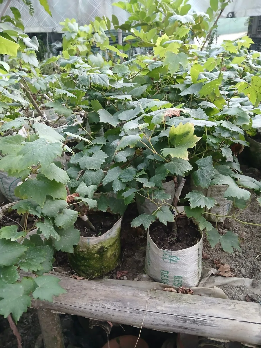 Flame - mature plant reference image 2