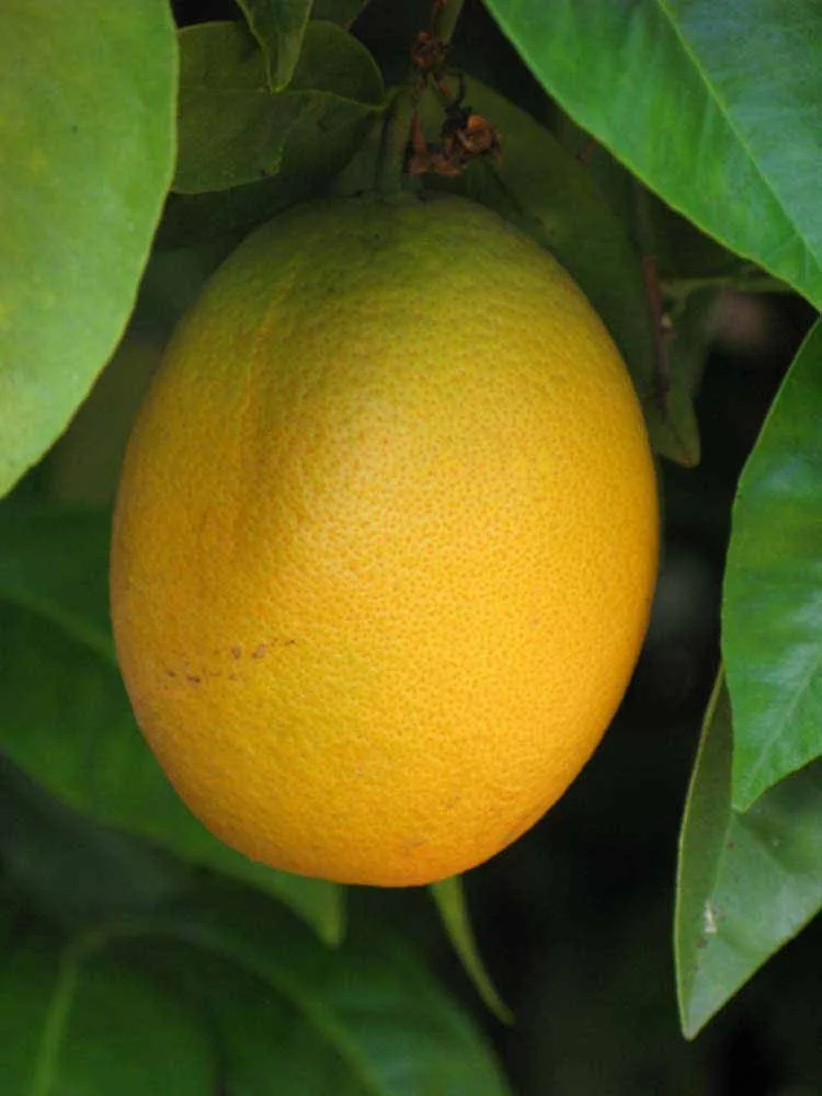 Pera - mature plant reference image 2