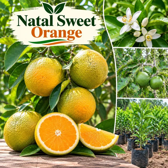 Natal — mature plant reference