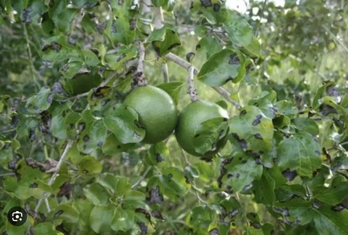 Natal - mature plant reference image 2