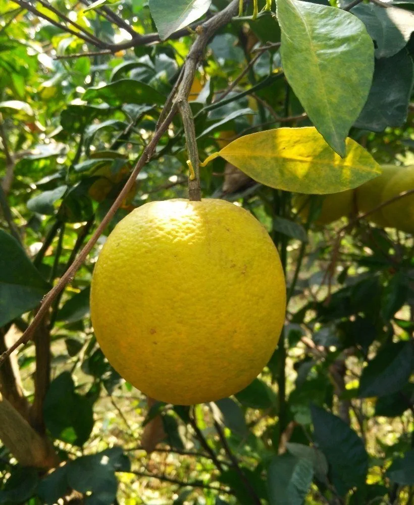 Katol Gold - mature plant reference image 2