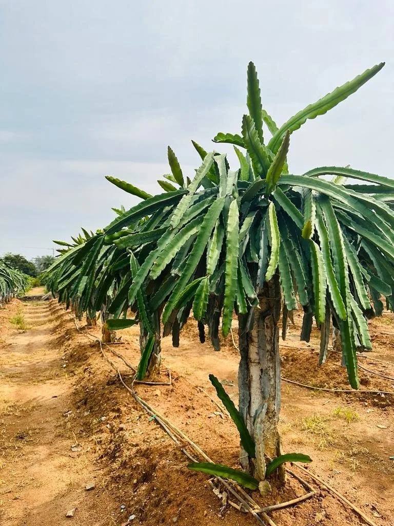 Jumboo II - mature plant reference image 2