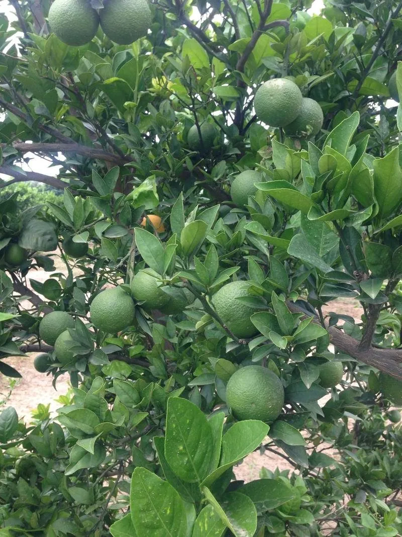 Velencia Catter - mature plant reference image 3