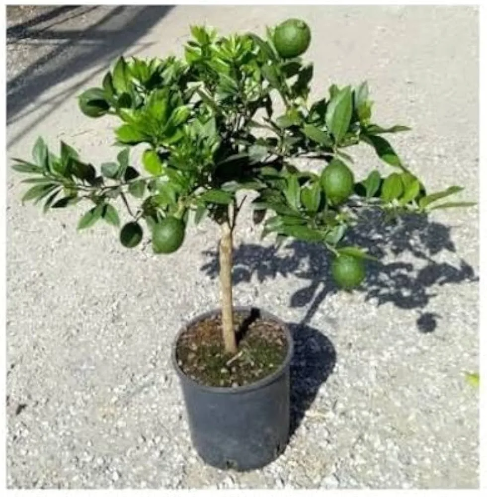 Trovita - mature plant reference image 2