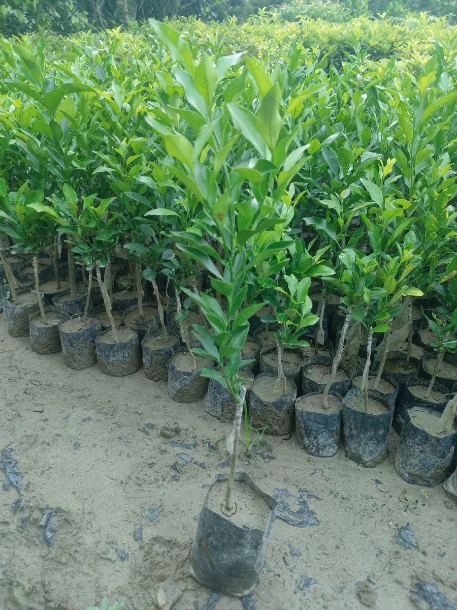Trovita - mature plant reference image 3