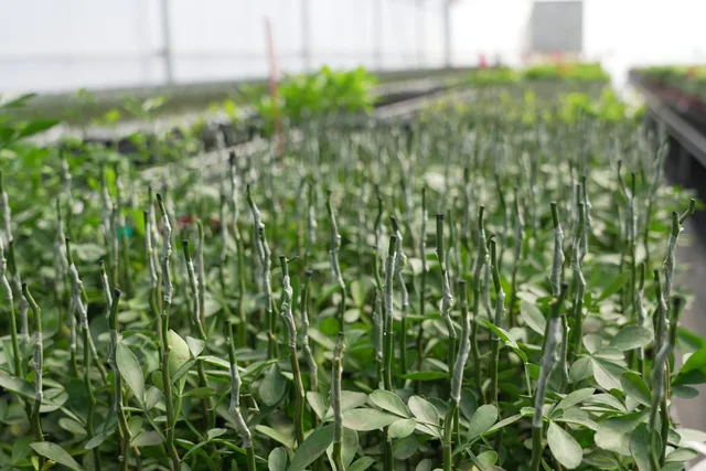 Swingle Rootstock — mature plant reference