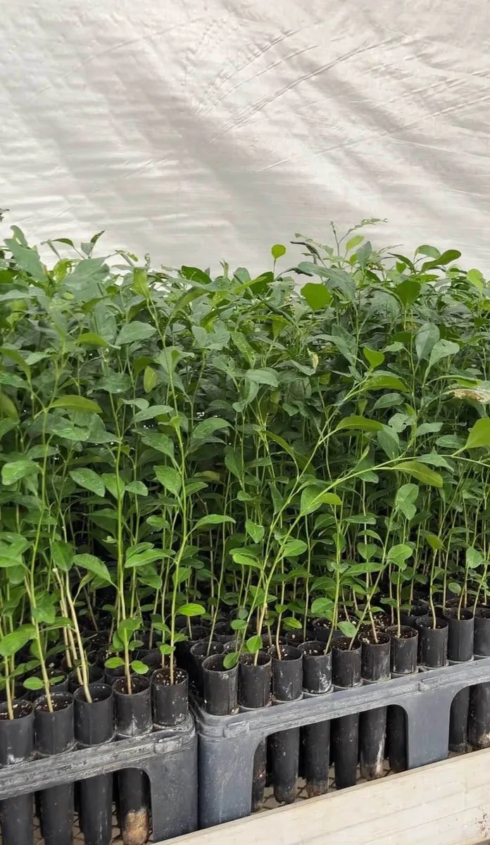 Swingle Rootstock - mature plant reference image 2