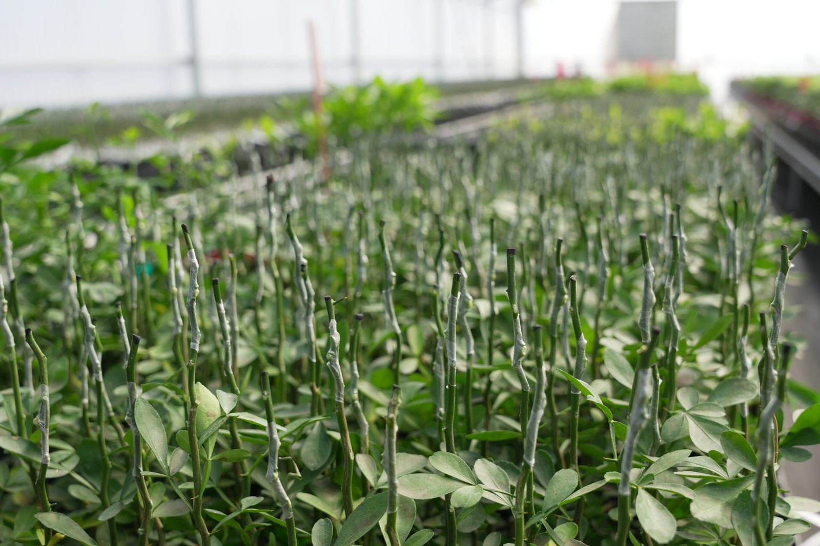 Reuph Leuon Rootstock