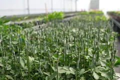 Reuph Leuon Rootstock