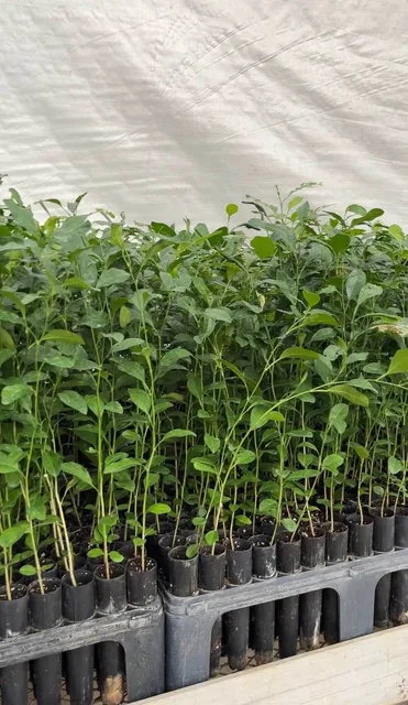 Rangpur Lime Rootstock — mature plant reference