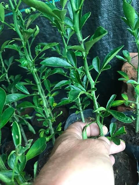 X-639 Rootstock