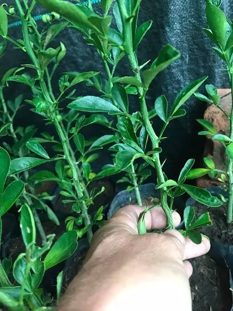 X-639 Rootstock — mature plant reference