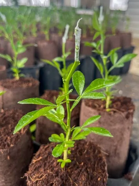 C-35 Rootstock — mature plant reference