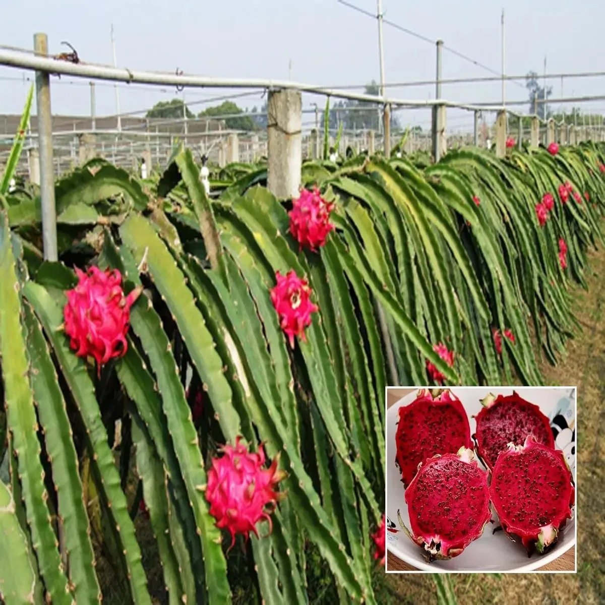 Sium Red - mature plant reference image 1
