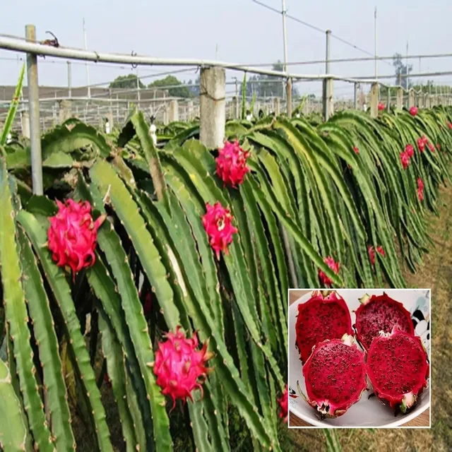 Sium Red — mature plant reference