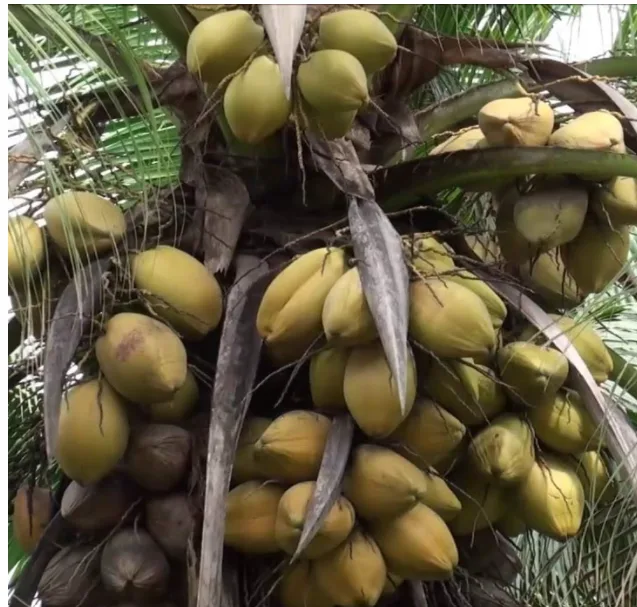 East Coast Tall Coconut - mature plant reference image 2