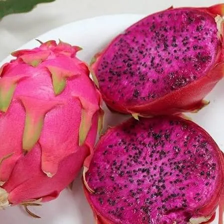 Sium Red - mature plant reference image 2