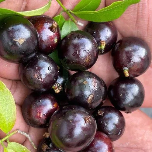 Sabara - mature plant reference image 2