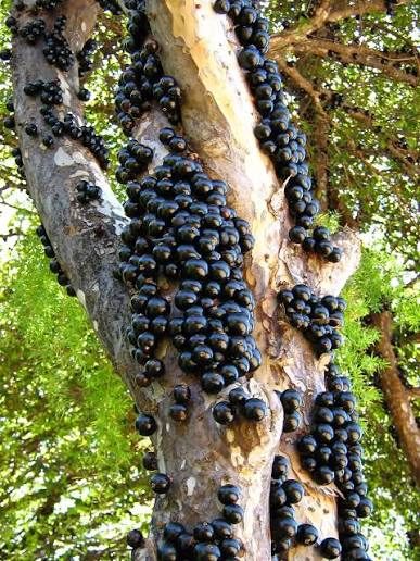 Sabara - mature plant reference image 3