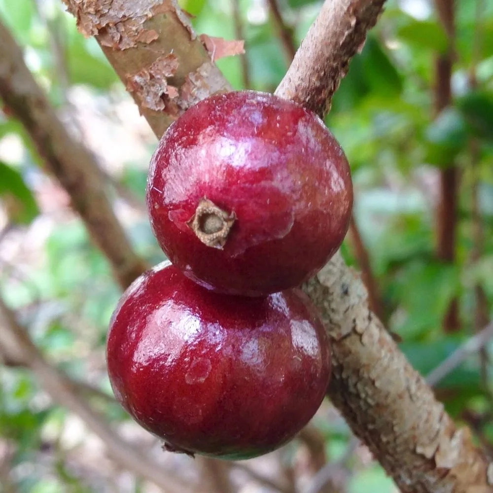 Red Hybrid - mature plant reference image 2