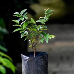 Jaboticaba