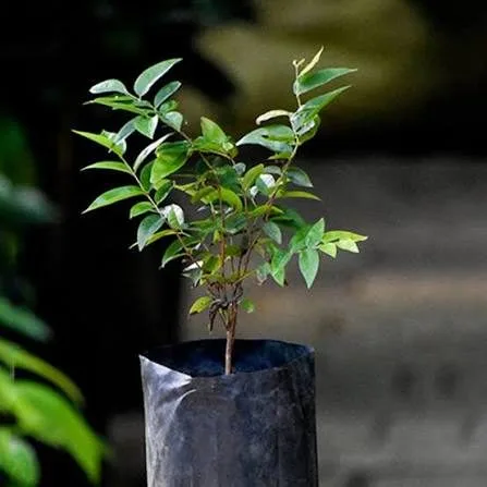 Escarlet — mature plant reference