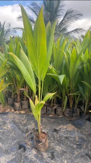 East Coast Tall Coconut - mature plant reference image 3