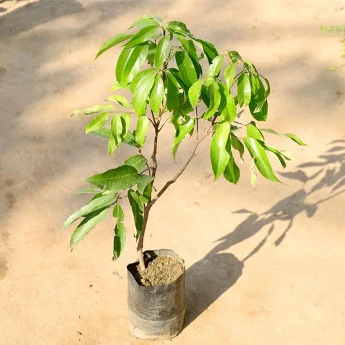 Shahi Litchi - mature plant reference image 1