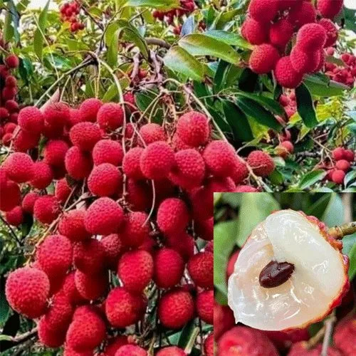 Shahi Litchi - mature plant reference image 3