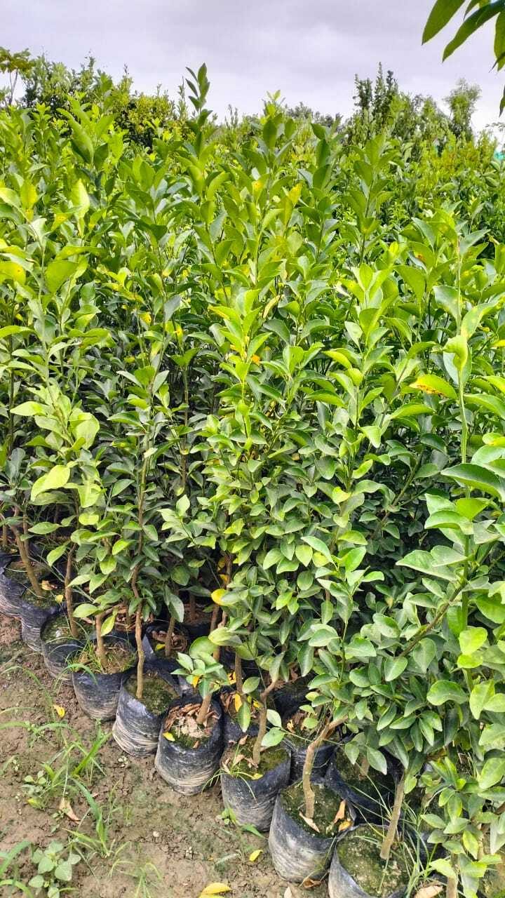 Velencia latte - mature plant reference image 3