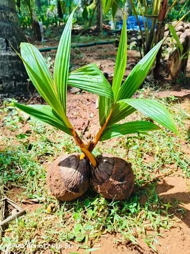 Chowghat Orange Dwarf Semi Dwarf - mature plant reference image 1