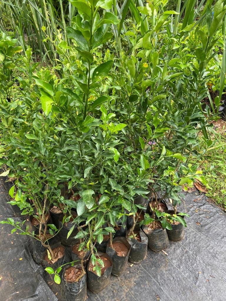Velencia Midnight - mature plant reference image 2