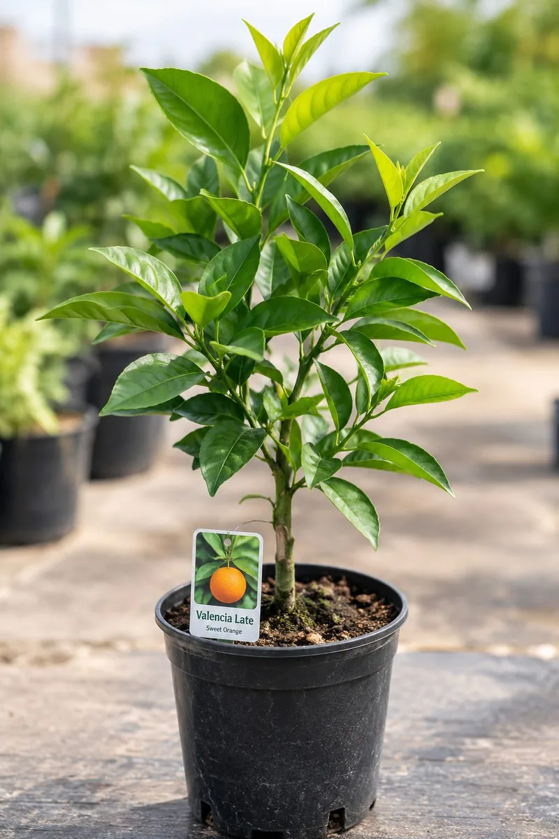 Velencia latte - mature plant reference image 4