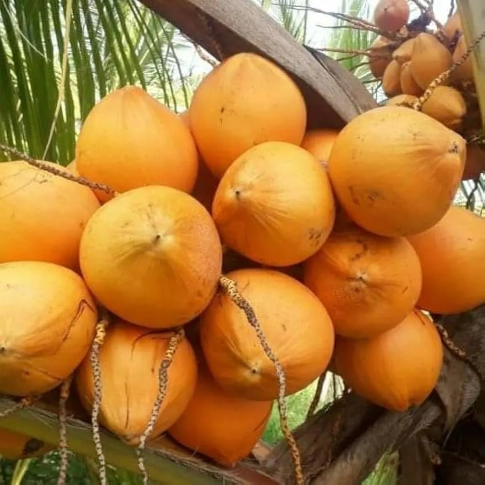 Chowghat Orange Dwarf Semi Dwarf - mature plant reference image 2