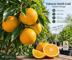 Velencia Smith Gold