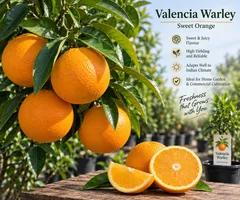 Velencia Warley