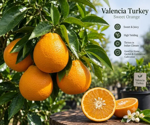 Velencia Turkey — mature plant reference