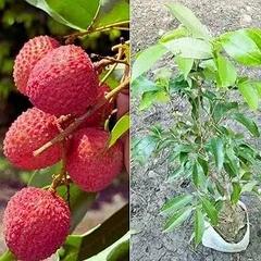 Muzaffarpur Litchi