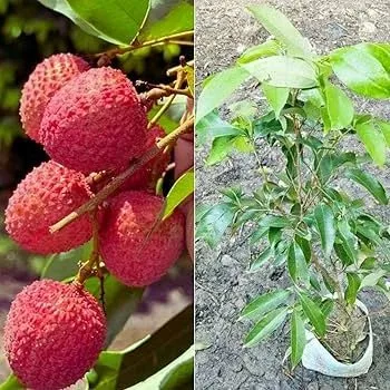 Muzaffarpur Litchi — mature plant reference