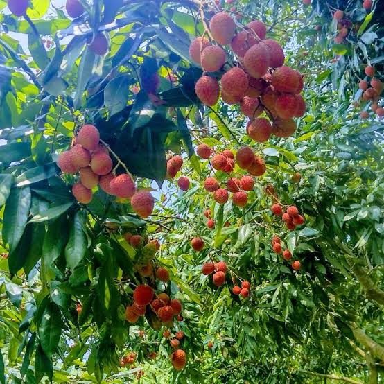 Muzaffarpur Litchi - mature plant reference image 2